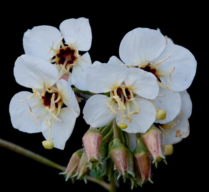 Brown-Eyed Evewning Primrose, Camissonia claviformis 9995.jpg - Copyright 2010 DonJacobson